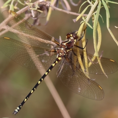 Synthemis eustalacta (Swamp Tigertail) at Burragate, NSW - 31 Dec 2022 by KylieWaldon