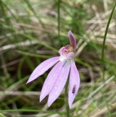 Caladenia carnea (Pink Fingers) at Namadgi National Park - 23 Dec 2022 by AJB