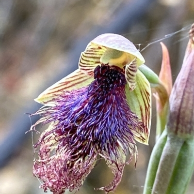 Calochilus platychilus (Purple Beard Orchid) at Namadgi National Park - 23 Dec 2022 by AJB