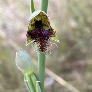 Calochilus therophilus at Aranda, ACT - 21 Dec 2022