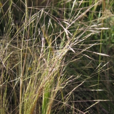 Lachnagrostis filiformis (Blown Grass) at The Pinnacle - 10 Dec 2022 by pinnaCLE