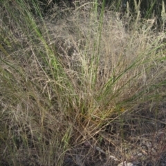 Lachnagrostis filiformis at Weetangera, ACT - 10 Dec 2022 03:34 PM