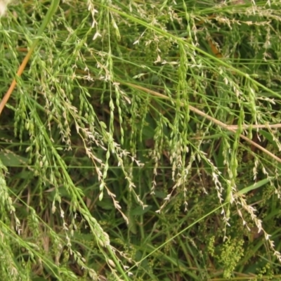 Ehrharta erecta (Panic Veldtgrass) at The Pinnacle - 21 Dec 2022 by pinnaCLE