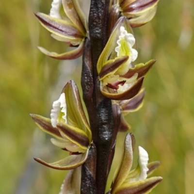Prasophyllum elatum (Tall Leek Orchid) at Boolijah, NSW - 3 Nov 2022 by RobG1