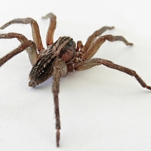 Miturgidae (family) at Crooked Corner, NSW - 3 Jan 2023