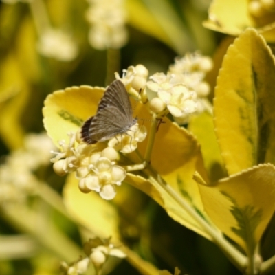 Zizina otis (Common Grass-Blue) at Holt, ACT - 2 Jan 2023 by darrenw