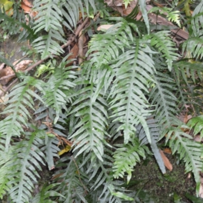 Microsorum scandens (Fragrant Fern) at Jamberoo, NSW - 3 Jan 2023 by plants