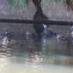 Anas superciliosa (Pacific Black Duck) at Greenway, ACT - 3 Jan 2023 by RodDeb