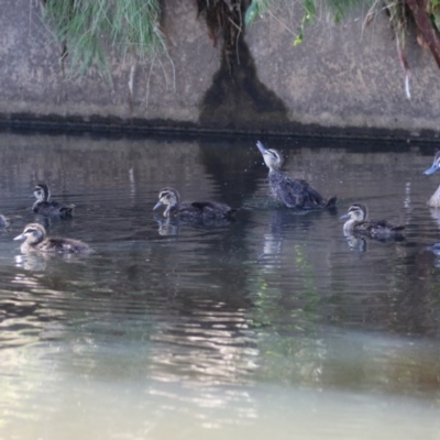 Anas superciliosa (Pacific Black Duck) at Greenway, ACT - 2 Jan 2023 by RodDeb