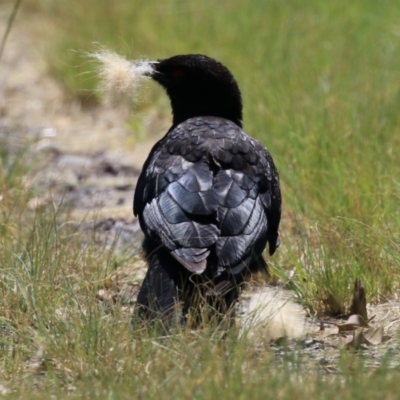 Corcorax melanorhamphos (White-winged Chough) at Lake Tuggeranong - 3 Jan 2023 by RodDeb