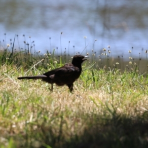 Corcorax melanorhamphos at Greenway, ACT - 3 Jan 2023