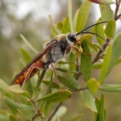 Unverified Flower wasp (Scoliidae or Tiphiidae) by RobG1