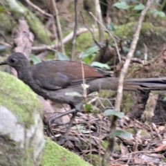 Menura novaehollandiae (Superb Lyrebird) at Jamberoo, NSW - 2 Jan 2023 by plants