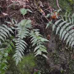 Asplenium polyodon (Willow Spleenwort) at Jamberoo, NSW - 2 Jan 2023 by plants