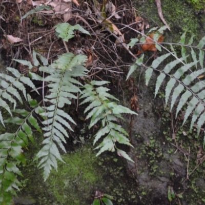 Asplenium polyodon (Willow Spleenwort) at Jamberoo, NSW - 2 Jan 2023 by plants