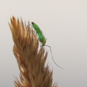 Chironomidae (family) at Greenway, ACT - 3 Jan 2023