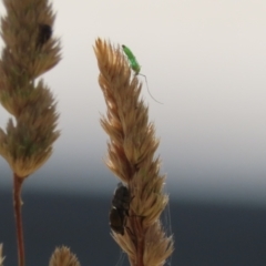 Chironomidae (family) at Greenway, ACT - 3 Jan 2023 11:26 AM