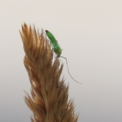 Chironomidae (family) at Greenway, ACT - 3 Jan 2023 11:26 AM