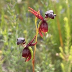 Caleana major (Large Duck Orchid) at Sassafras, NSW - 30 Nov 2022 by AnneG1