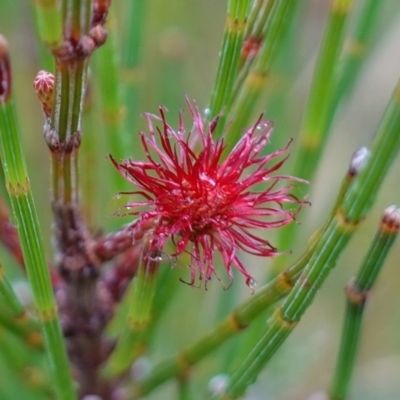 Allocasuarina littoralis (Black She-oak) at Boolijah, NSW - 3 Nov 2022 by RobG1