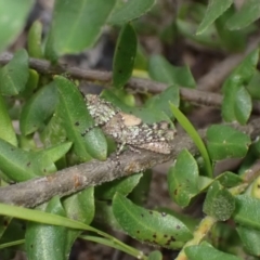 Acrididae sp. (family) (Unidentified Grasshopper) at Boolijah, NSW - 30 Nov 2022 by AnneG1