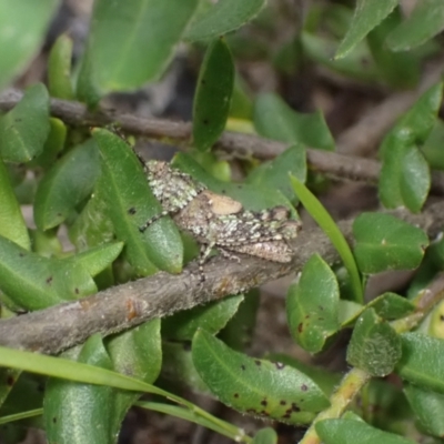 Acrididae sp. (family) (Unidentified Grasshopper) at Boolijah, NSW - 30 Nov 2022 by AnneG1