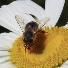 Apis mellifera (European honey bee) at Burradoo, NSW - 31 Dec 2022 by GlossyGal