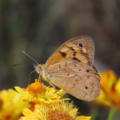 Heteronympha merope (Common Brown Butterfly) at Mount Taylor - 3 Jan 2023 by MatthewFrawley