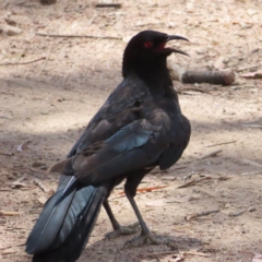 Corcorax melanorhamphos (White-winged Chough) at Kambah, ACT - 3 Jan 2023 by MatthewFrawley