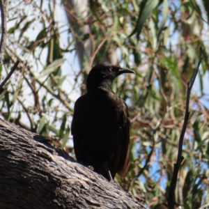 Corcorax melanorhamphos at Kambah, ACT - 3 Jan 2023