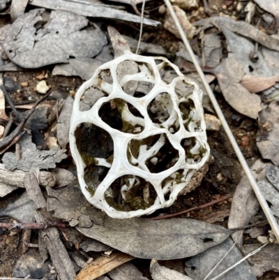 Ileodictyon gracile (Smooth Cage) at Molonglo Valley, ACT - 28 Sep 2022 by HelenWay