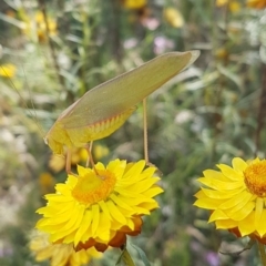 Caedicia simplex (Common Garden Katydid) at Tuggeranong Hill - 3 Jan 2023 by VeraKurz