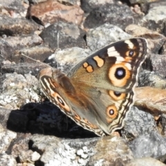 Junonia villida (Meadow Argus) at Chifley, ACT - 2 Jan 2023 by JohnBundock