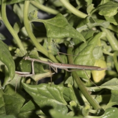 Pseudomantis albofimbriata at Scullin, ACT - 3 Jan 2023 by Dalice