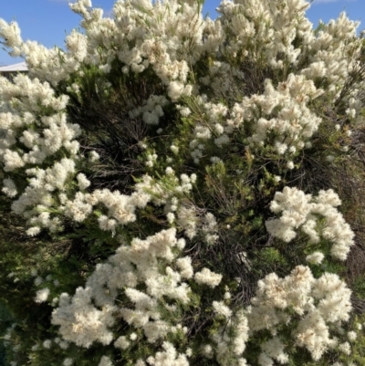 Melaleuca parvistaminea (Small-flowered Honey-myrtle) at Crace, ACT - 1 Jan 2023 by Jenny54