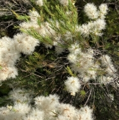 Melaleuca parvistaminea at Crace, ACT - 2 Jan 2023 09:21 AM