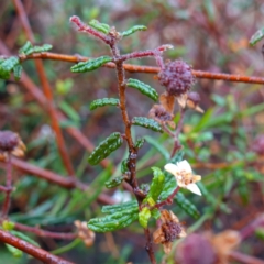 Commersonia hermanniifolia (Wrinkled Kerrawang) at Boolijah, NSW - 3 Nov 2022 by RobG1