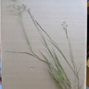 Agrostis capillaris at Higgins, ACT - 3 Jan 2023