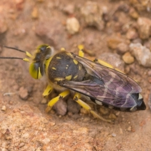 Bembix sp. (genus) at Hackett, ACT - 1 Jan 2023 10:00 AM