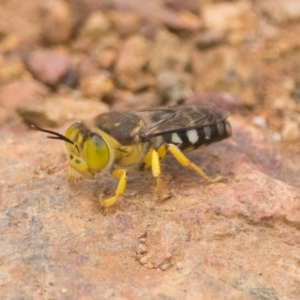 Bembix sp. (genus) at Hackett, ACT - 1 Jan 2023 10:00 AM