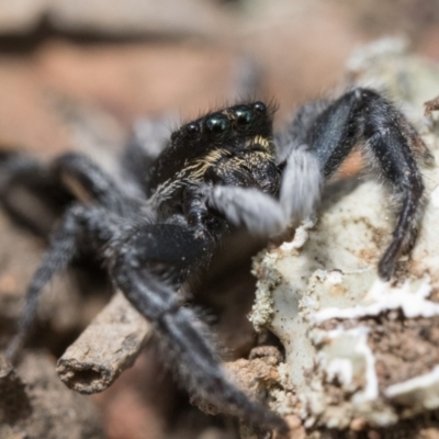 Ocrisiona leucocomis (White-flecked Crevice-dweller) at Mount Ainslie - 1 Jan 2023 by patrickcox