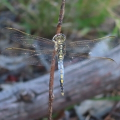 Orthetrum caledonicum (Blue Skimmer) at Fisher, ACT - 3 Jan 2023 by MatthewFrawley