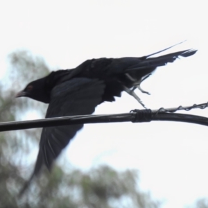 Eudynamys orientalis at Wanniassa, ACT - 3 Jan 2023 06:33 PM