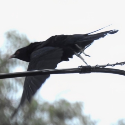 Eudynamys orientalis (Pacific Koel) at Wanniassa, ACT - 3 Jan 2023 by JohnBundock