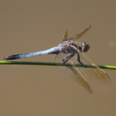 Orthetrum caledonicum (Blue Skimmer) at Fisher, ACT - 3 Jan 2023 by MatthewFrawley