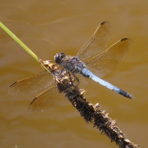 Orthetrum caledonicum at Fisher, ACT - 3 Jan 2023 03:40 PM