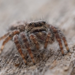 Servaea incana (Hoary Servaea) at Ainslie, ACT - 1 Jan 2023 by patrickcox