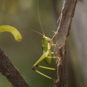 Torbia viridissima at Ainslie, ACT - 1 Jan 2023 11:30 AM