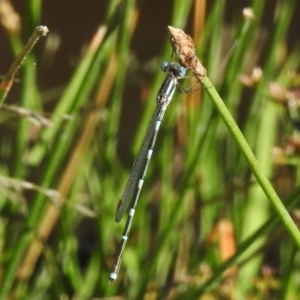 Austrolestes leda at Fisher, ACT - 3 Jan 2023 11:05 AM