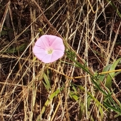 Convolvulus angustissimus (Pink Bindweed) at The Pinnacle - 3 Jan 2023 by sangio7